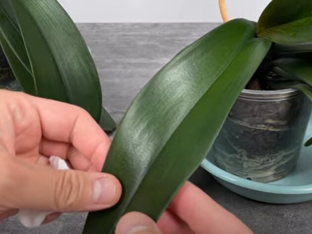 Приготуйте цей настій – і орхідея зацвіте з новою силою. Рецепт натурального підживлення