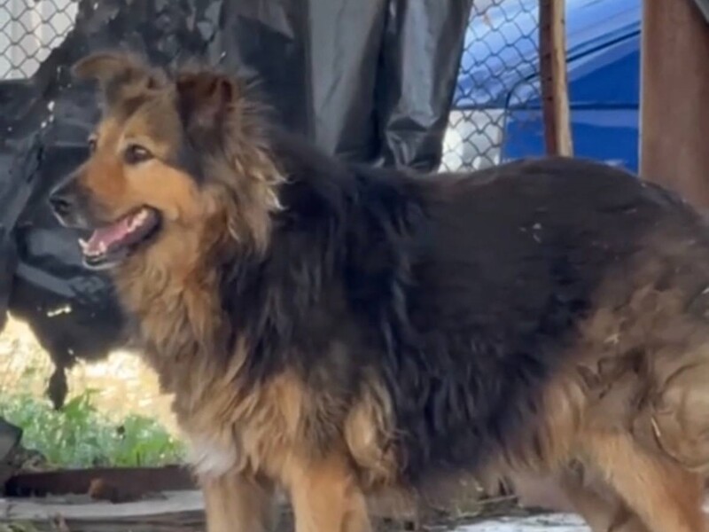 Собака, которая после обстрела Киева два дня под завалами искала хозяина, теперь живет у спасателей. Видео