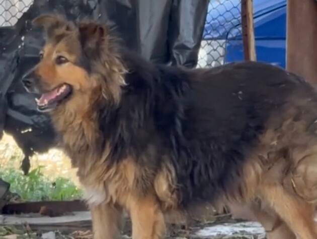 Собака, який після обстрілу Києва два дні під завалами шукав господаря, тепер живе в рятувальників. Відео