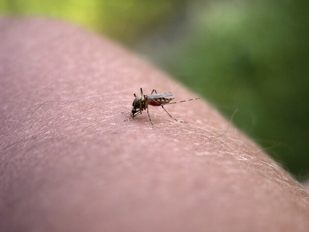 Якщо вас укусила комаха – обов'язково зробіть це. Три найважливіші поради