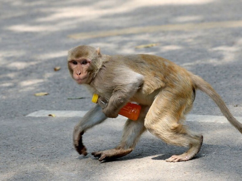 "Денежный дождь". В Индии обезьяна украла сумку с деньгами и разбросала купюры с дерева. Видео