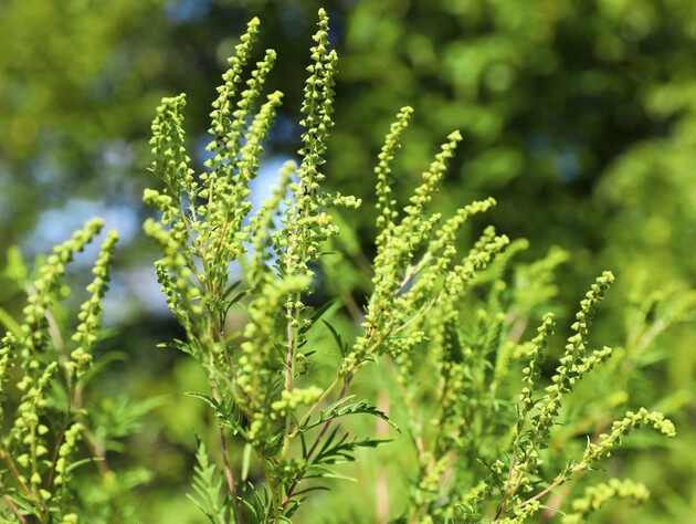 В Україні через потепління з'являються нові бур'яни й комахи-шкідники – екологиня
