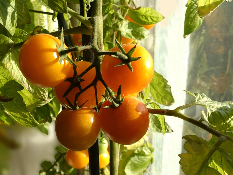 Огородники назвали самый лучший сорт томатов для теплицы. Имеют насыщенный сладковатый вкус