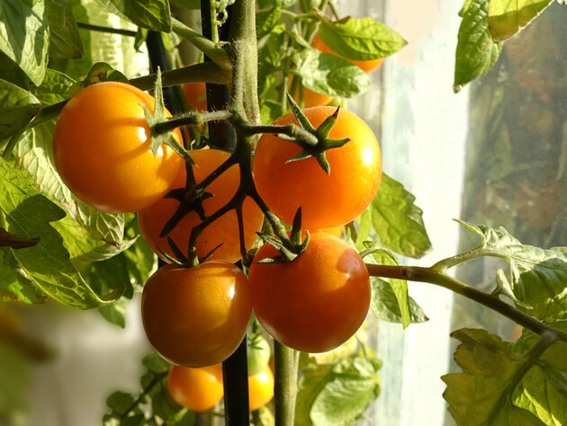 Городники назвали найкращий сорт томатів для теплиці. Мають насичений солодкуватий смак