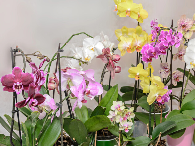 Почніть підживлення цього місяця – і орхідея потішить новими квітконосами. П'ять найкращих порад від експерта