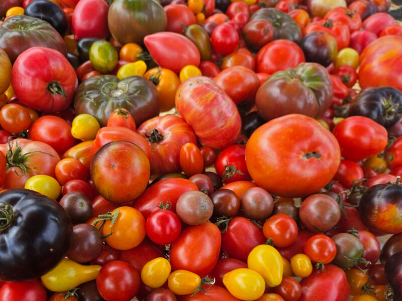 Почему украинские помидоры считаются самыми вкусными: у нас это лучше, чем в Италии, но есть и недостаток 