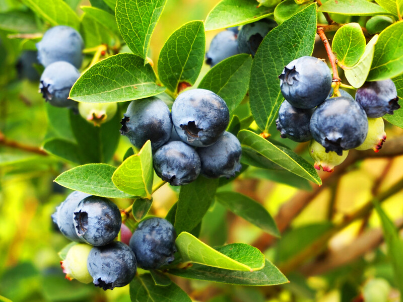 Це потрібно для щедрого нового врожаю. П'ять кроків у догляді за лохиною восени