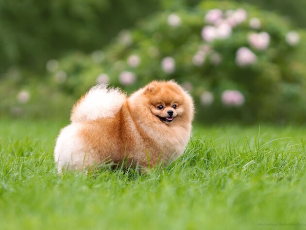 Почему собака не слушается – семь распространенных причин