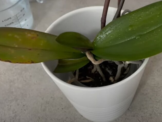 Подрібніть це на крихту – і орхідея активно зацвіте. Рецепт стимулятора без хімії