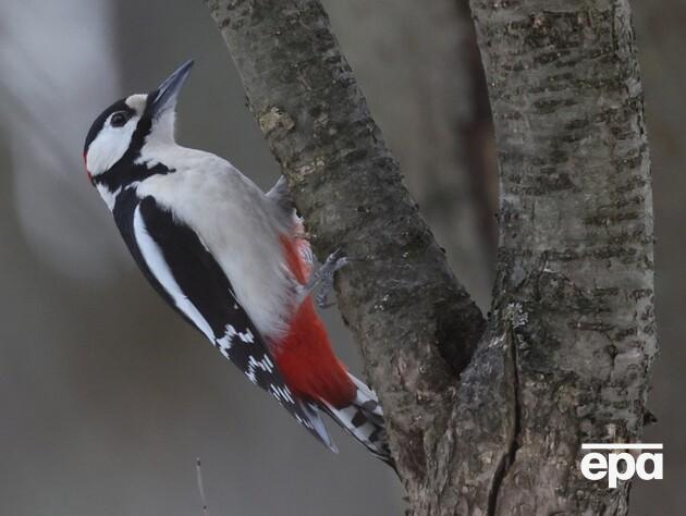 Чому в дятла не буває струсу мозку? Відповідь орнітологині