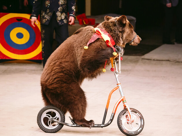 Зооволонтеры раскрыли пять ужасающих фактов о цирковом закулисье