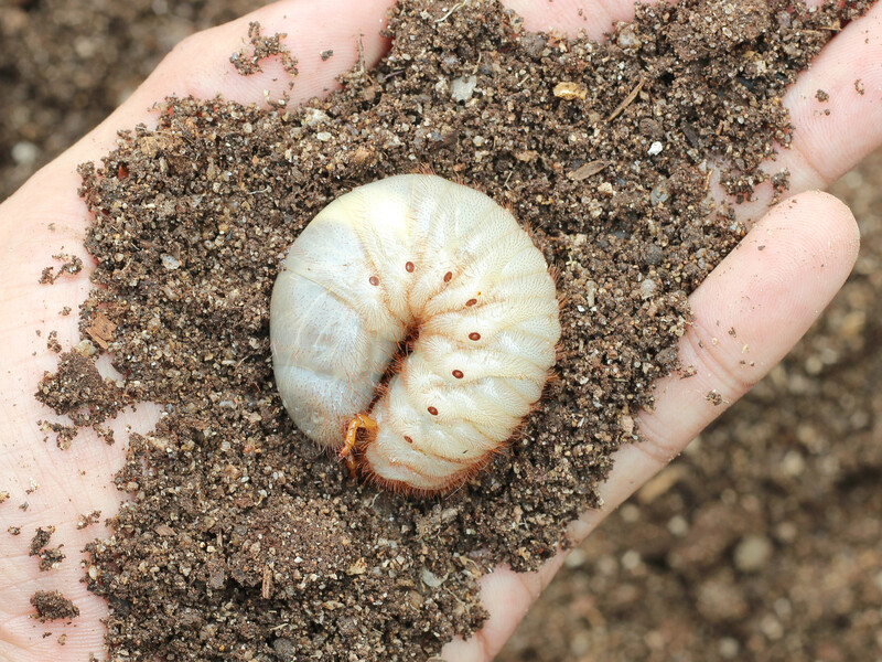 Эти два препарата защитят от хрущей. Секреты эффективного отпора вредителям