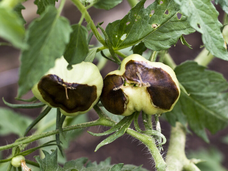 Вершинная гниль не будет угрожать, если обработаете сад и огород раствором этого пищевого продукта