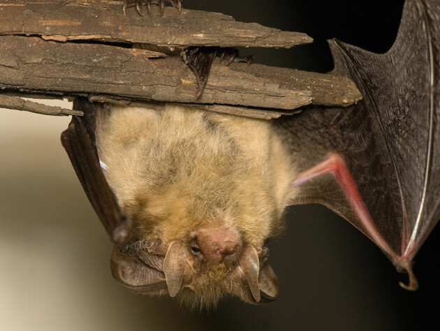 Самый легкий способ избавиться от летучих мышей в доме. Какой штраф грозит за их убийство 