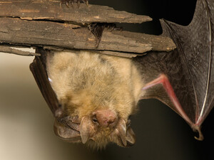 Самый легкий способ избавиться от летучих мышей в доме. Какой штраф грозит за их убийство 