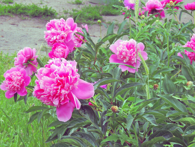 Зробіть це у вересні – і півонії в новому сезоні потішать пишним цвітінням. Головне – не тягнути до весни