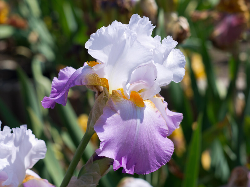 Ирисы будут цвести дважды в год. Сделайте это в саду