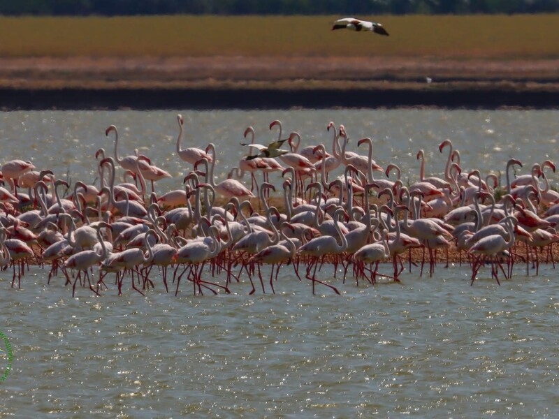 Фламинго, гнездящиеся в Одесской области, два года не могут вывести птенцов из-за войны