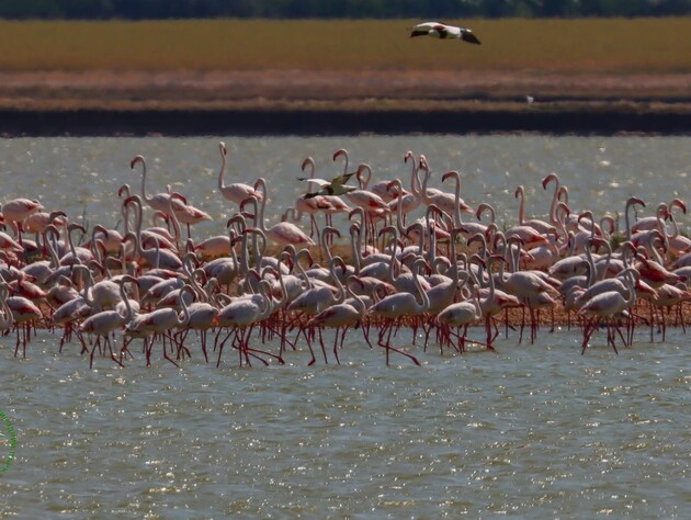 Фламинго, гнездящиеся в Одесской области, два года не могут вывести птенцов из-за войны