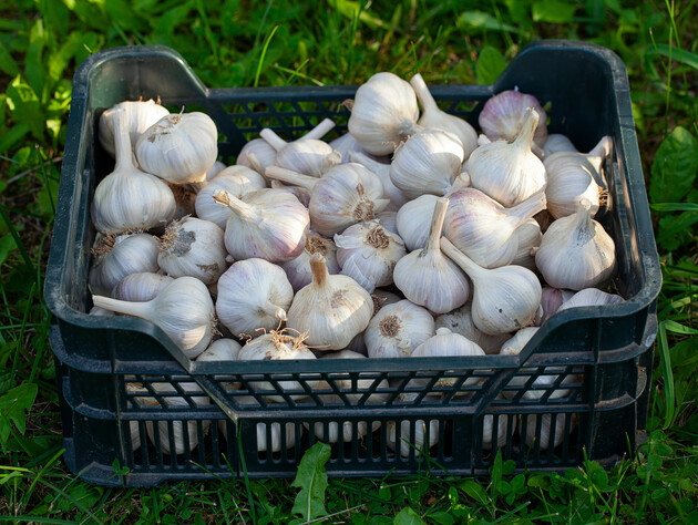 Ніколи не саджайте озимий часник на таку грядку – урожаю не дочекаєтеся. Секрет досвідчених городників