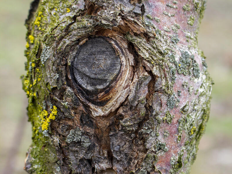 Не переборщите с этим удобрением, иначе появятся трещины и сад пропадет. Шесть опасных ошибок садовода
