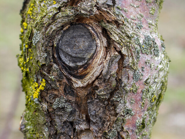 Не переборщіть із цим добривом, інакше з'являться тріщини і сад пропаде. Шість небезпечних помилок садівника