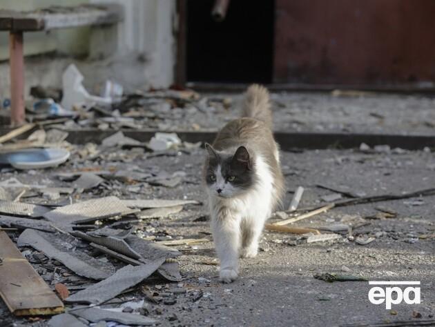 Из-под завалов в Киеве после российского удара спасли шестерых котов