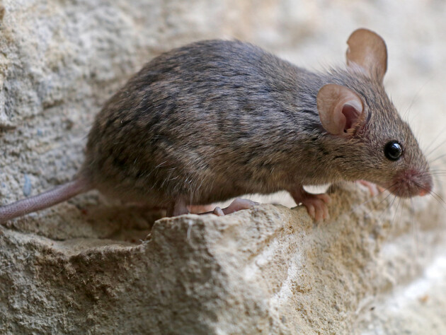 П'ять природних інгредієнтів, які допоможуть прогнати мишей із погреба без використання отрути