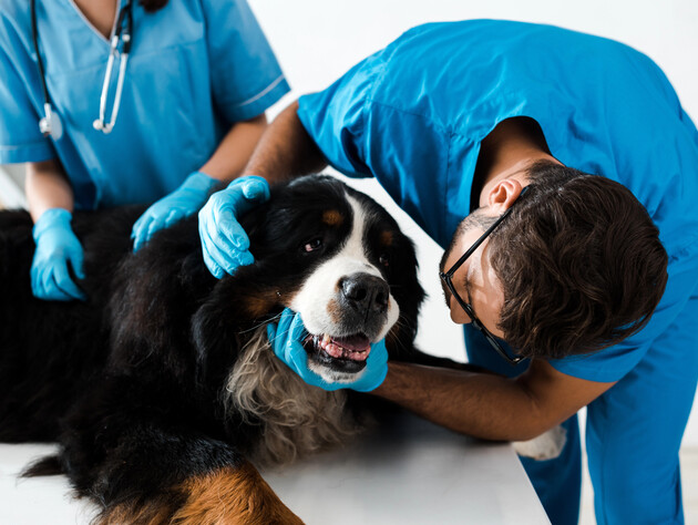 П'ять порід собак, яких собі ніколи б не взяв ветеринар. Він пояснив чому