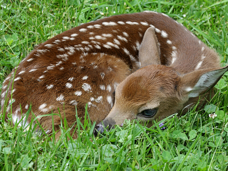 У зоопарку під Києвом від сказу померла тварина. Відвідувачів закликають звернутися до лікаря