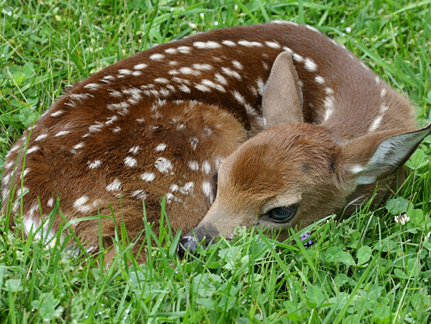 В зоопарке под Киевом от бешенства умерло животное. Посетителей призывают обратиться к врачу