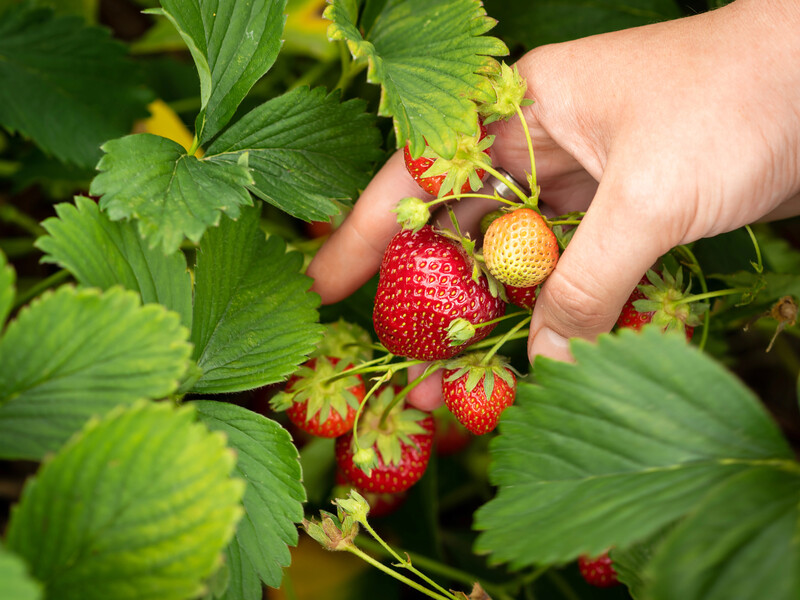 Цей період для саджання полуниці – оптимальний. Навесні збиратимете ягоди