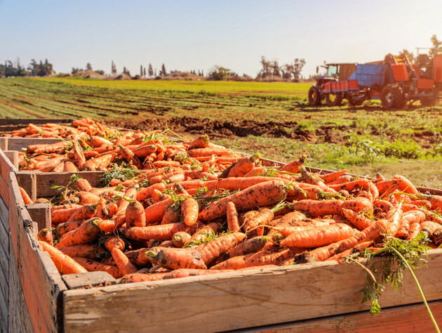 Покладіть це на дно кожного ящика – і морква пролежить до весни. Секрет, який не дасть моркві зів'янути
