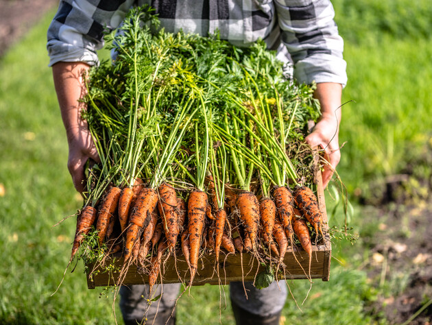 Пересыпьте этим морковь – и она будет упругой до весны. Секретный лайфхак, который сохранит урожай
