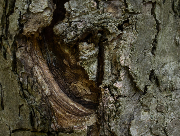 Досвідчені садівники у вересні замазують цим тріщини на корі. Зробіть так само – і плодовий сад не загине