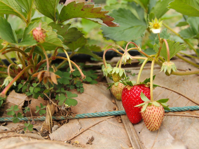 Після розмов про безсмертя Путіну продемонстрували "молодильну полуницю"
