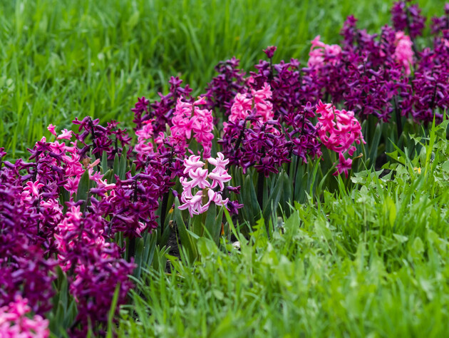 Посадите сейчас луковичные цветы. Восемь шагов, чтобы получить максимум цветения
