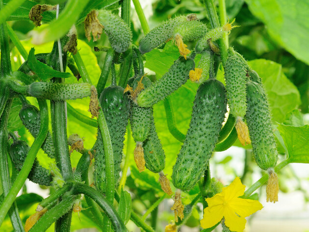 Добриво, яке оживить навіть зів'ялі огірки. Рецепт від досвідчених городників