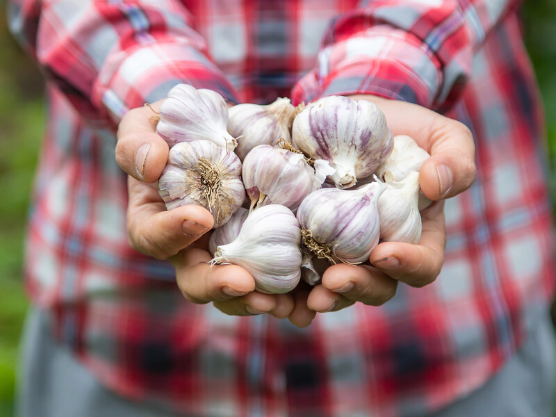 Вот что сделайте в сентябре, чтобы озимый чеснок вырос размером с кулак. Секрет рекордного урожая