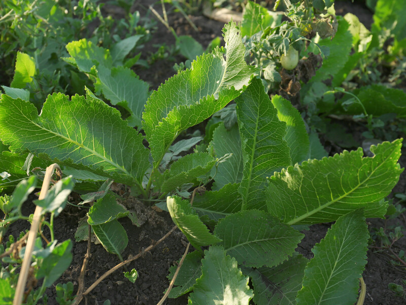 Надоел хрен на огороде? Тогда вечером обработайте его этим незамысловатым раствором