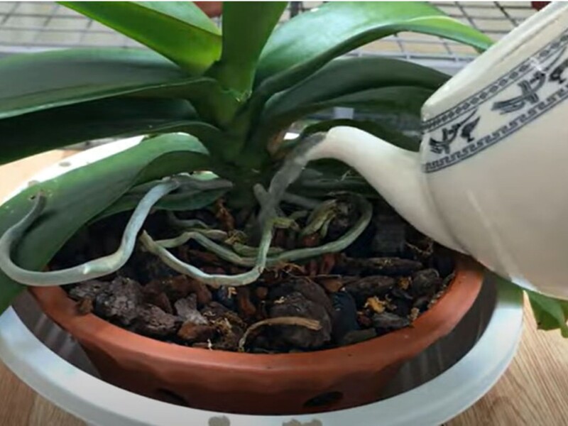 Это регулярное действие поможет орхидее пышно зацвести. Рецепт эффективной подкормки без всякой химии