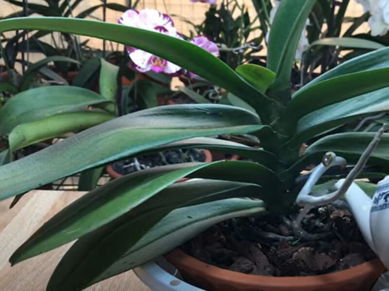 Вот чем стоит поливать орхидеи, чтобы у них было много новых цветоносов. Рецепт подкормки без химии