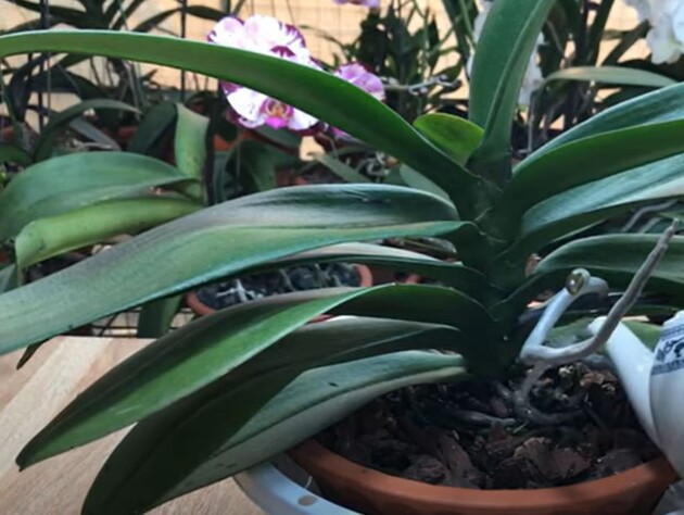 Вот чем стоит поливать орхидеи, чтобы у них было много новых цветоносов. Рецепт подкормки без химии