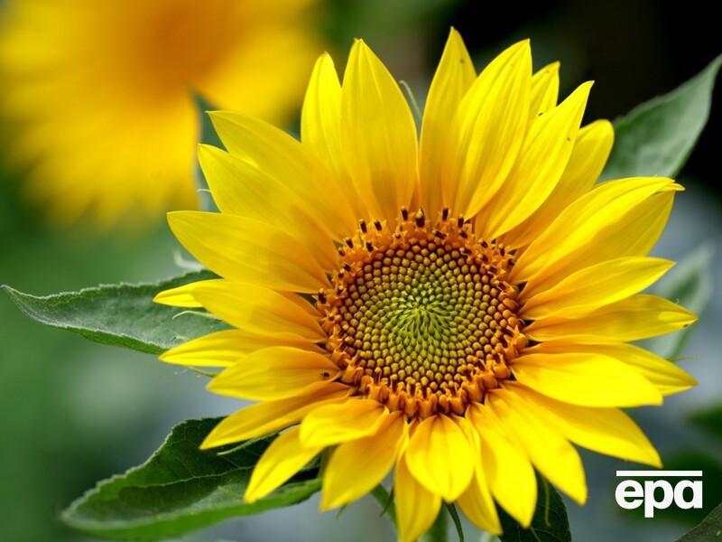 "Клевер". Украинец вырастил в США подсолнух рекордной высоты