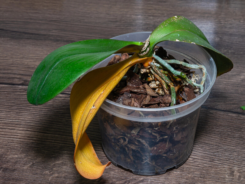 Якщо орхідея почала сохнути – негайно зробіть це. Три причини в'янення листя