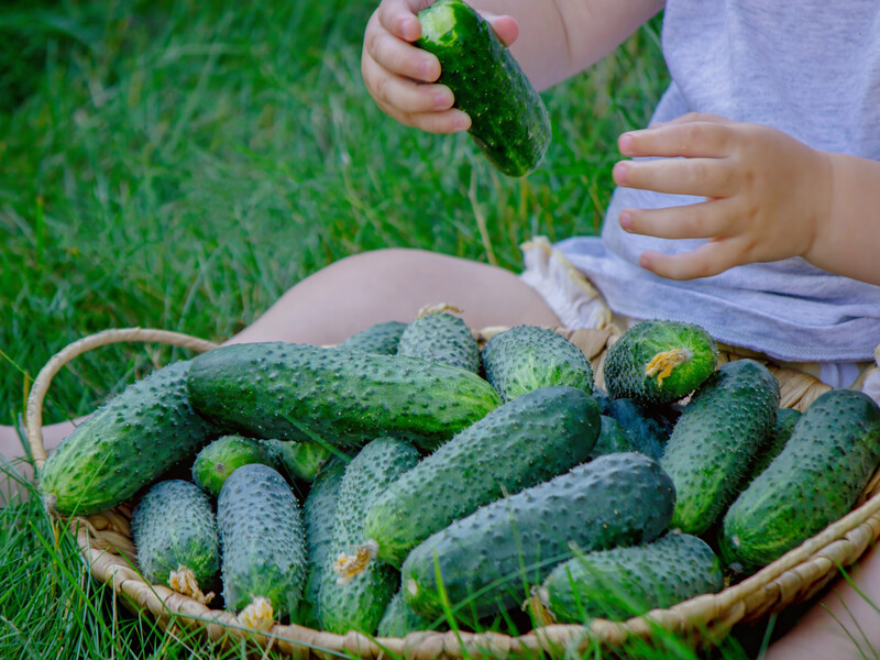 В сентябре оставьте это бесплатное удобрение на огороде – и на следующий год огурцы завалят урожаем