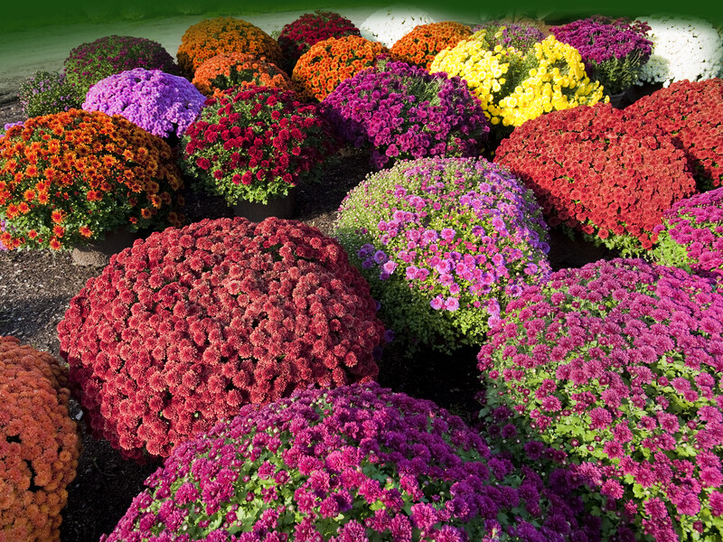 Сделайте это – и хризантемы будут усеяны цветами, к тому же невероятно пышными. Простые советы