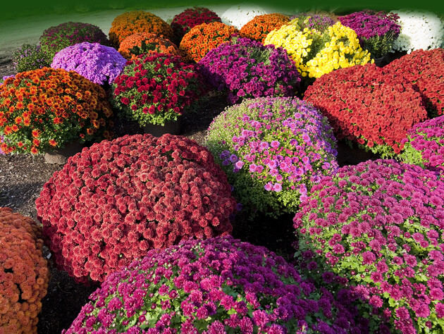 Зробіть це – і хризантеми будуть усіяні квітами, до того ж неймовірно пишними. Прості поради