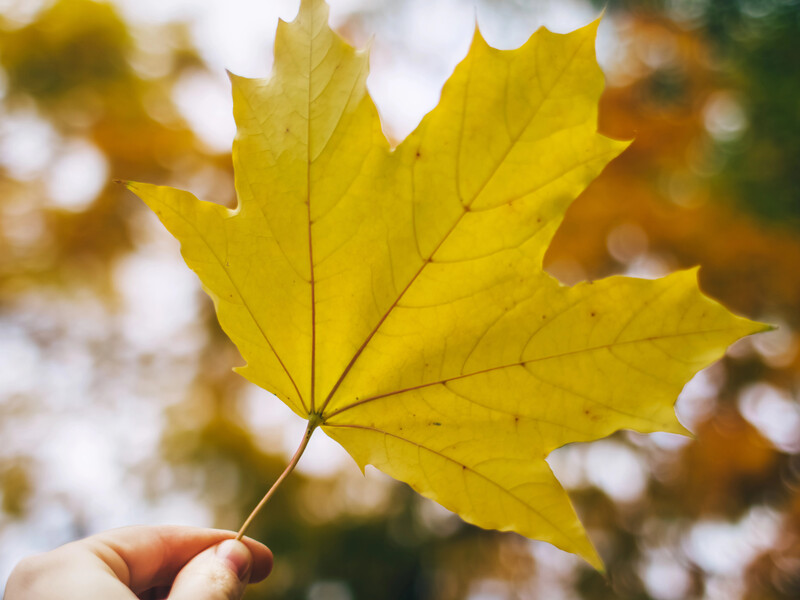 Понедельник в Украине начнется с дождей, которые будут распространяться в центр. Синоптики дали прогноз погоды на неделю