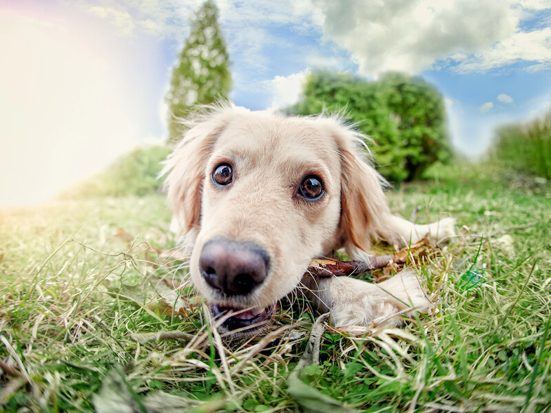 Це потрібно перевіряти, якщо вашому собаці багато років. П'ять основних пунктів